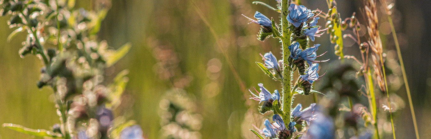 Blumen im Montafon