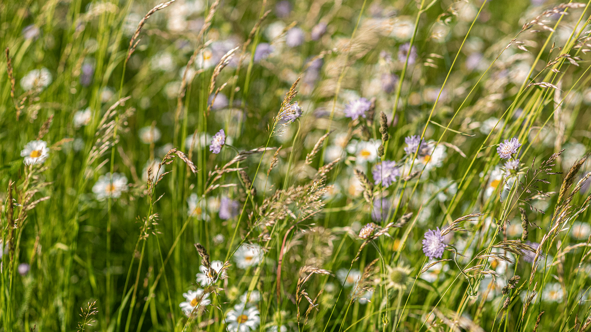 Blumenwiese Montafon