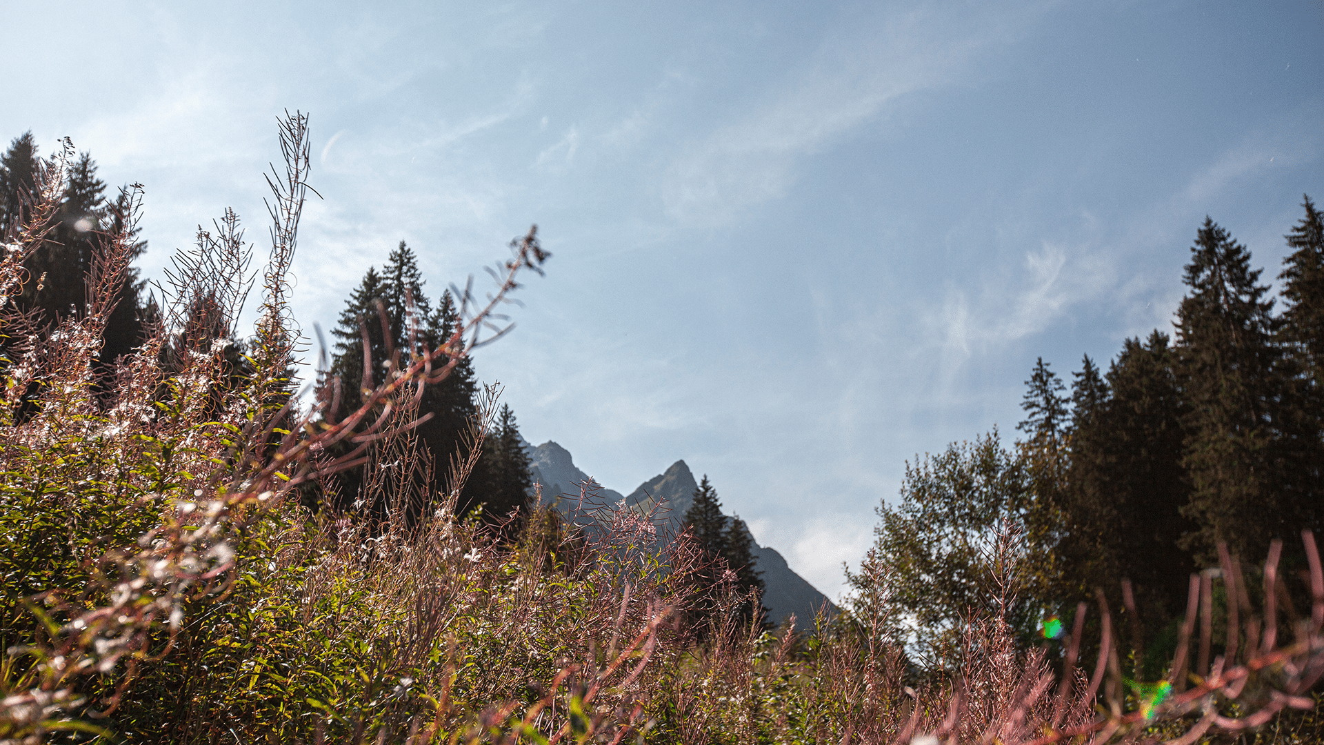 Blumenwiese Gargellen