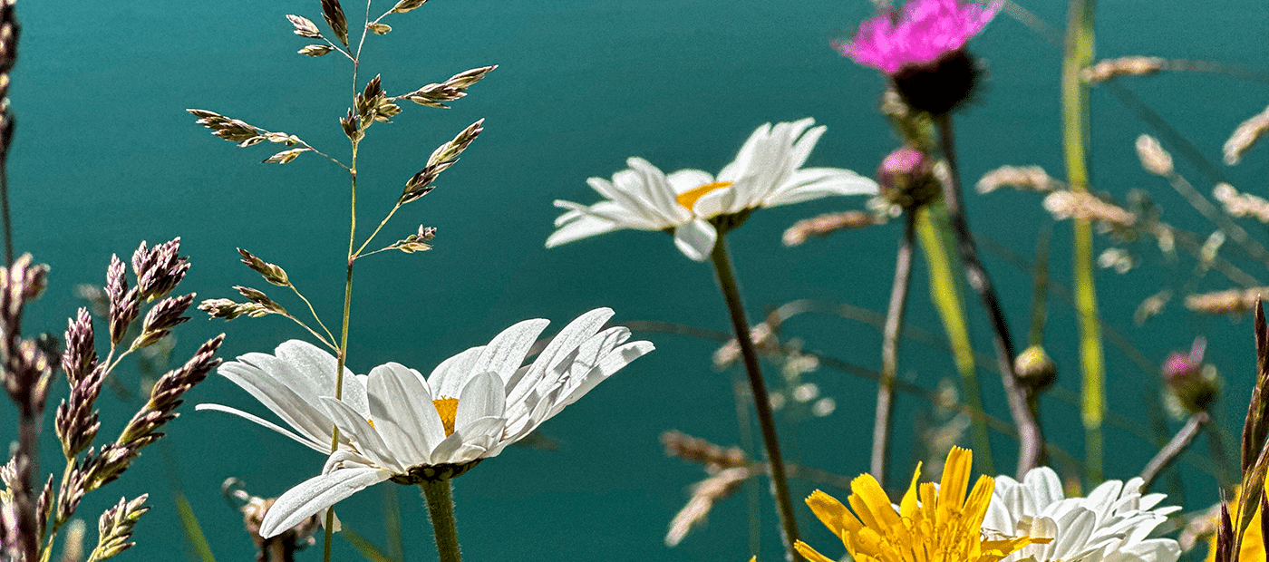 Frühling am Lünersee
