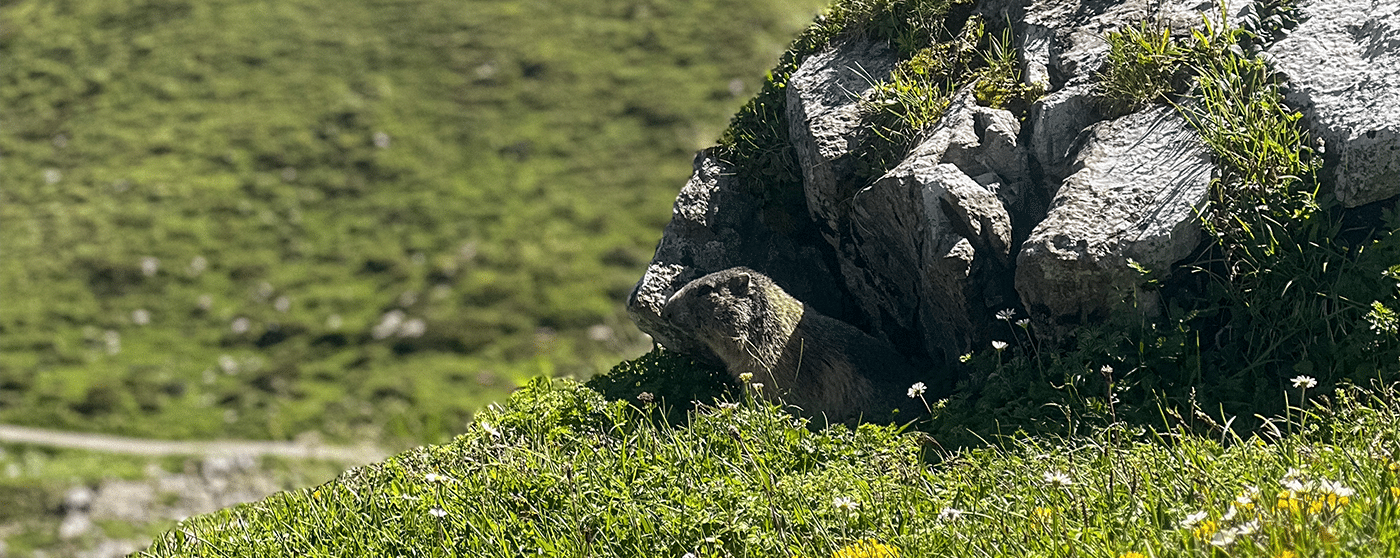 Murmeltier Lünersee
