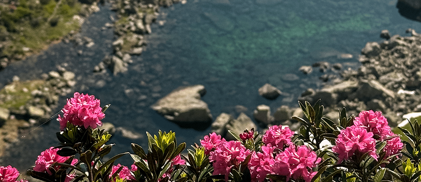 Alpenrosen im Montafon