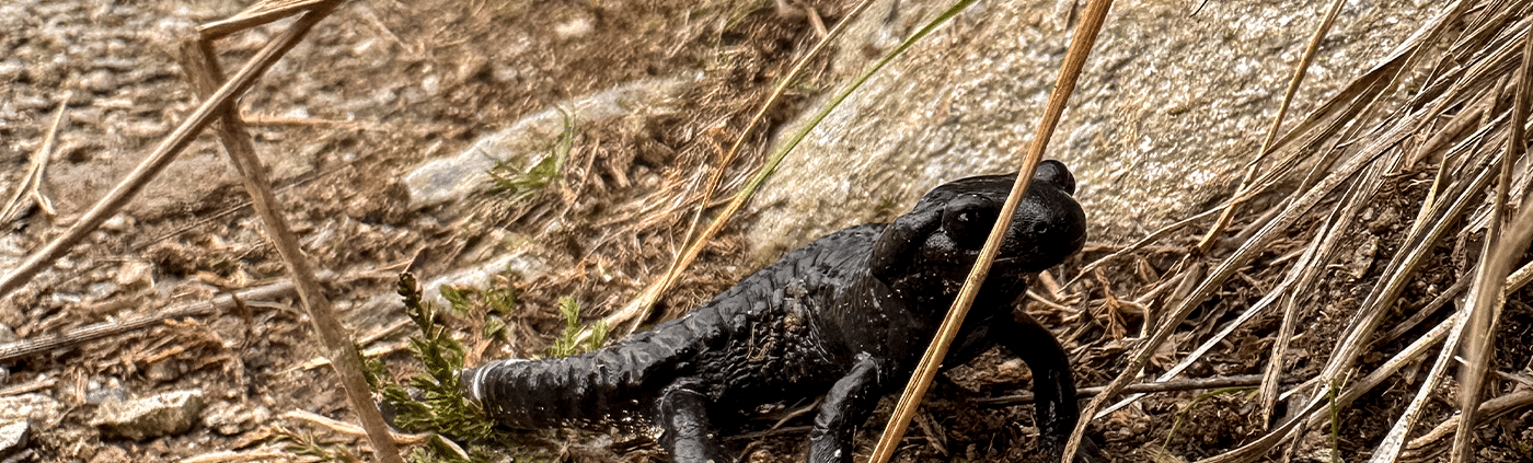 Salamander auf einer Wanderung