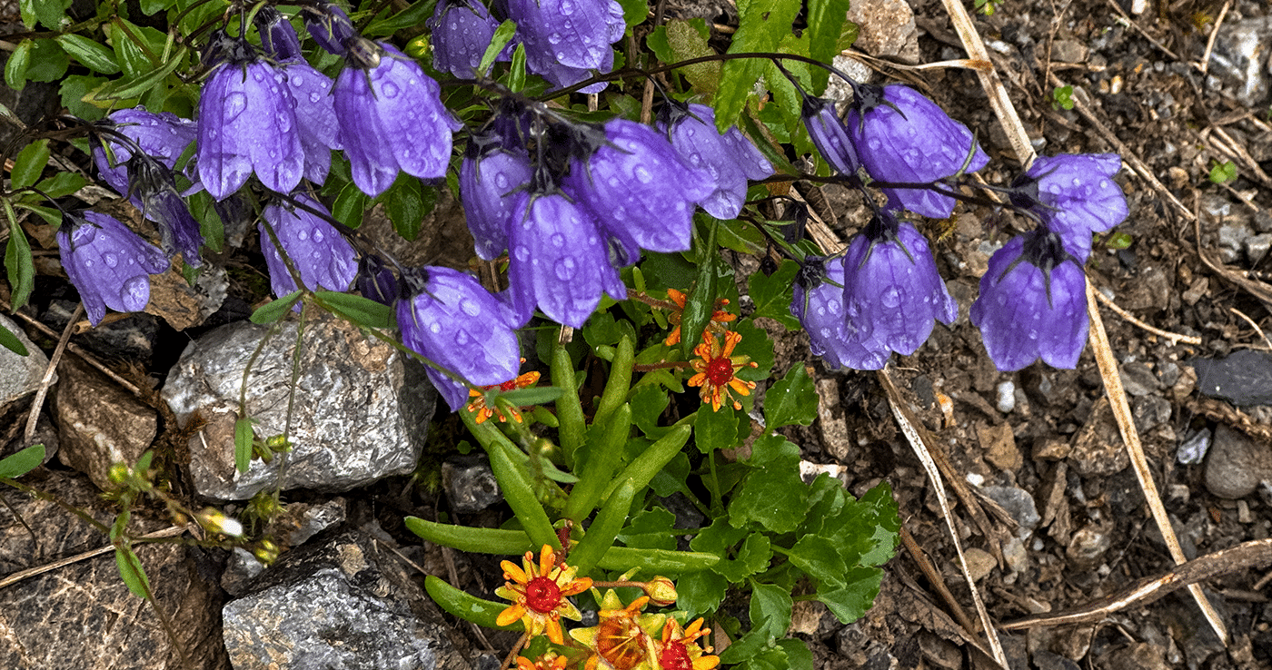 Bergblumen Montafon