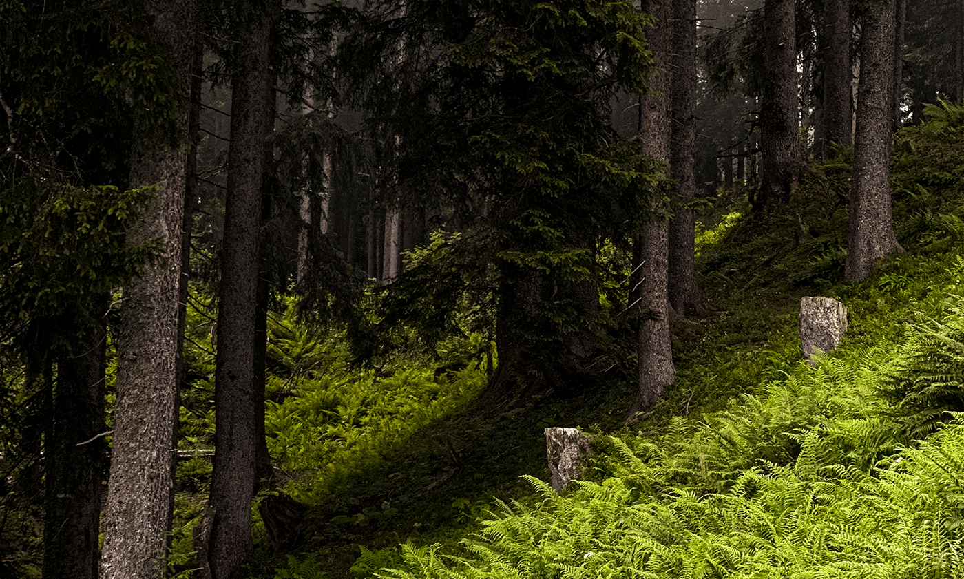 Der Weg zum Tobelsee