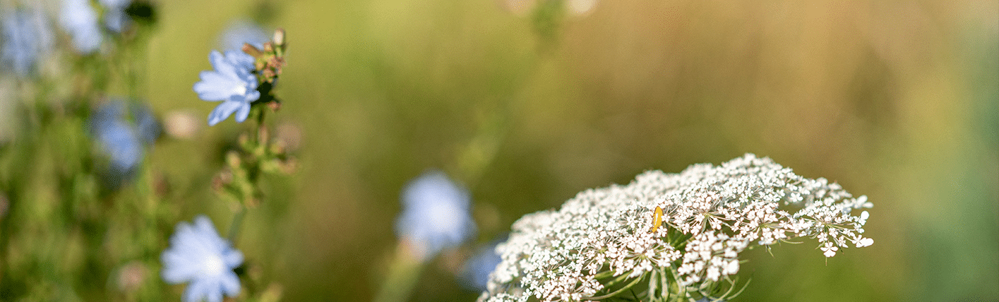 Blumenwiese im Montafon