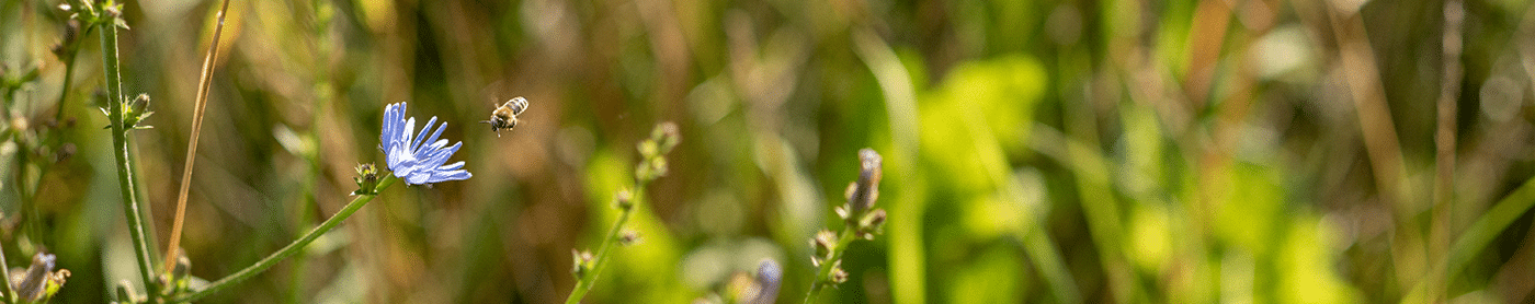 Artenvielfalt St Gallenkirch