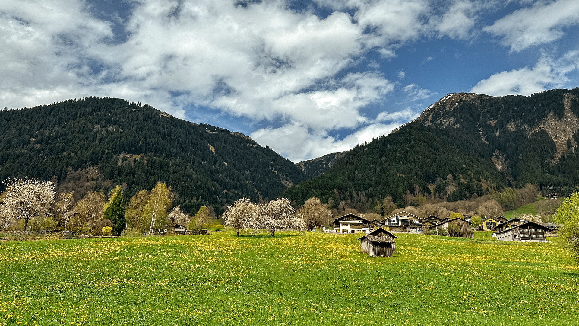 Wiese in St. Gallenkirch